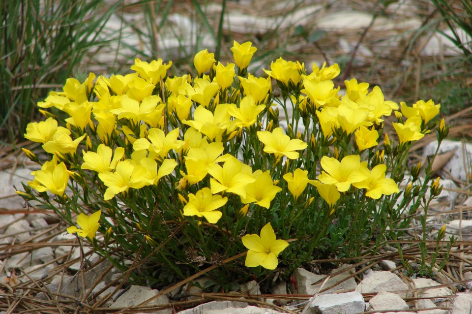 Pelješac 23-27.4.2009 - foto povečava