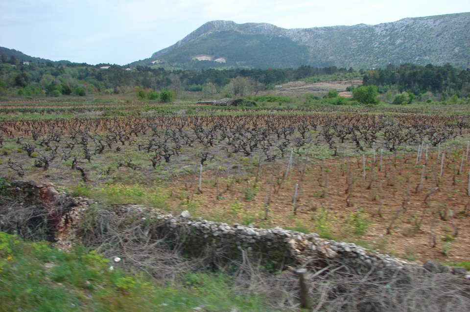 In smo v avtobusu na poti domov. Še pogled na svojevrstne vinograde in Čućin.