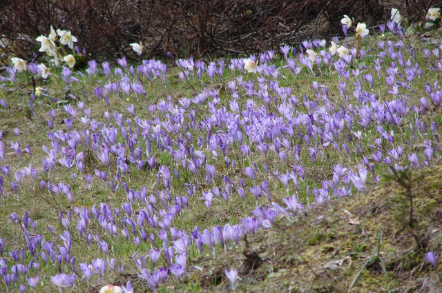 Velika planina 1.5.2009 - foto