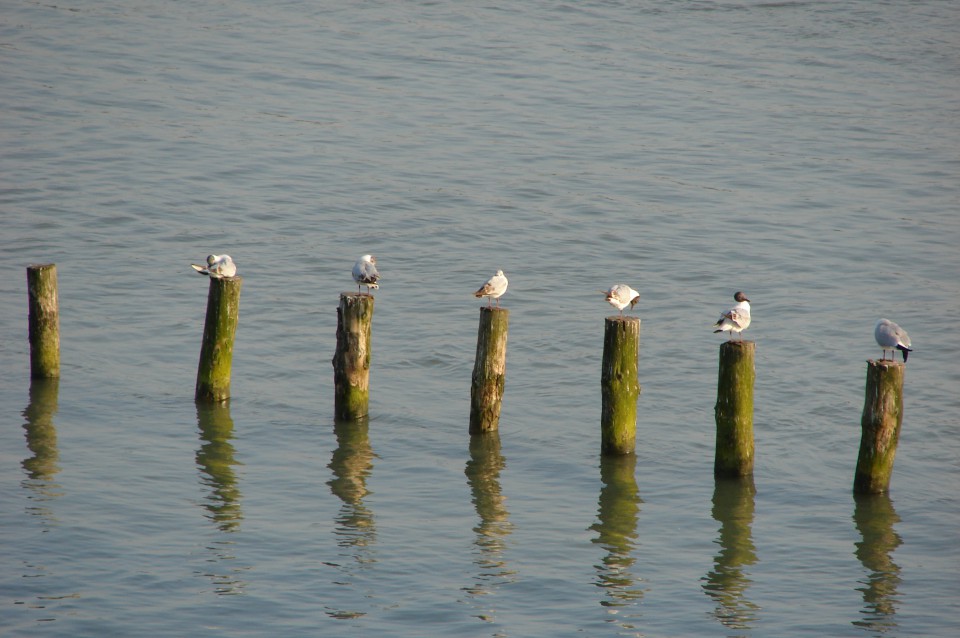 Ptujsko jezero 18.5.2009 - foto povečava