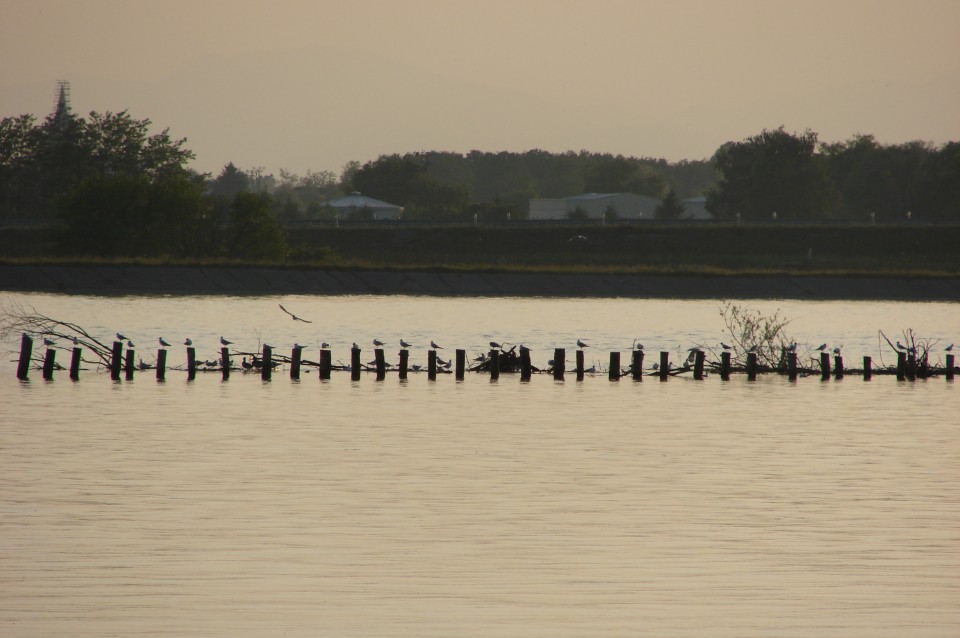 Ptujsko jezero 18.5.2009 - foto povečava