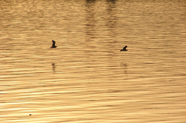 Ptujsko jezero 18.5.2009 - foto