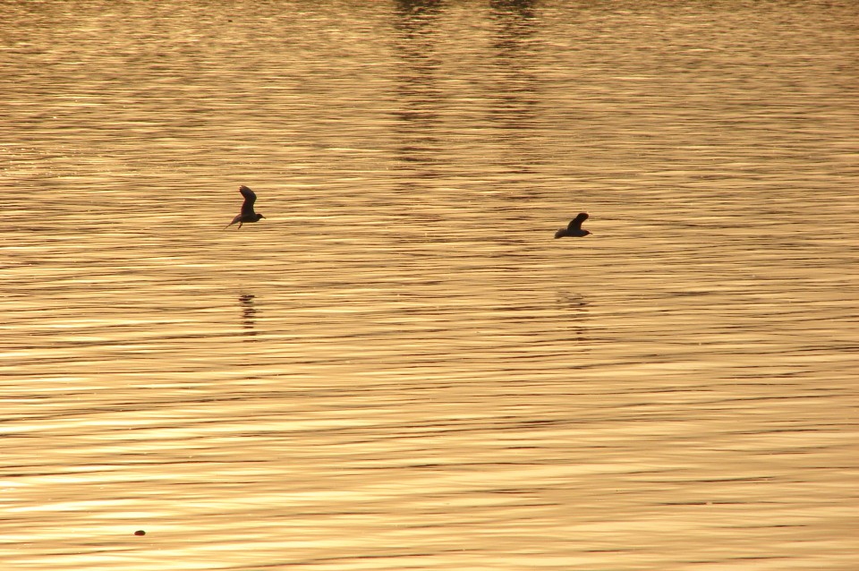 Ptujsko jezero 18.5.2009 - foto povečava