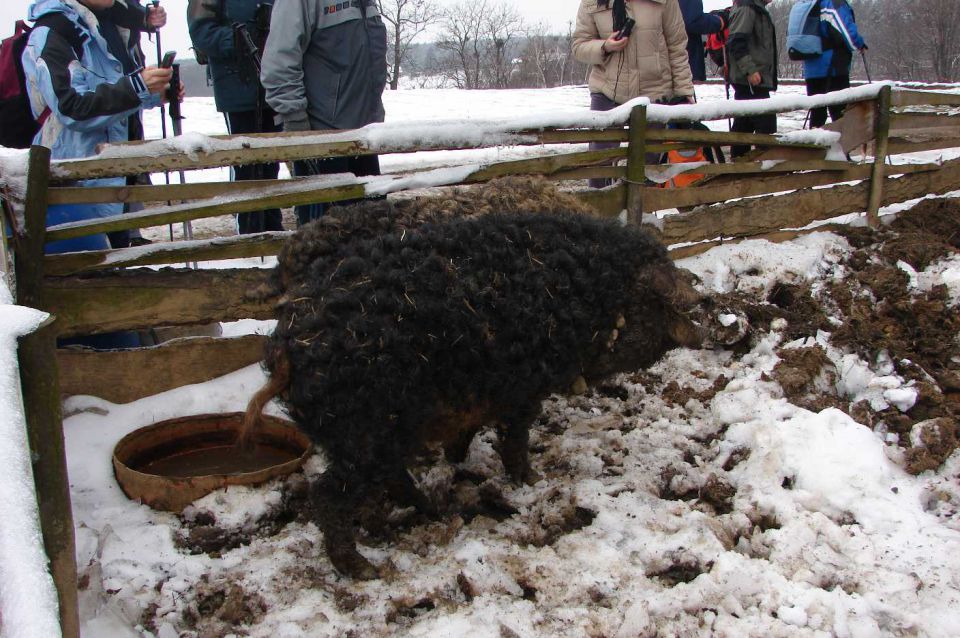 Goričko (Selo - G.Petrovci) 16.1.2010 - foto povečava