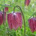 Močvirska logarica (tulipan)