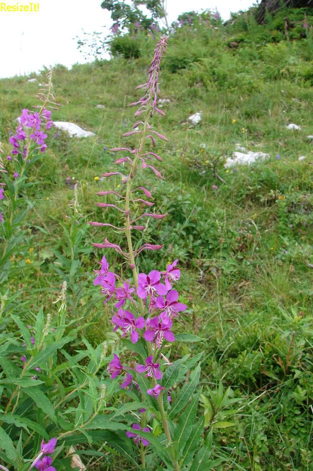 Vrbovec