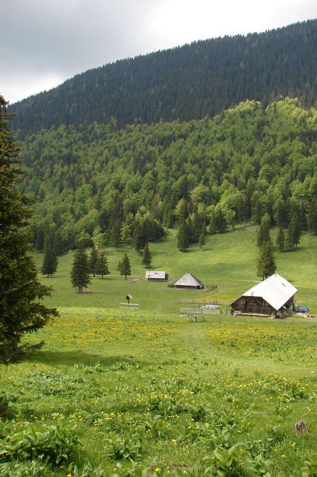 Konj - Velika planina 5.6.2010 - foto povečava