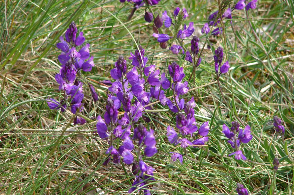 Medveja - Mala Učka 27.4.2011 - foto povečava