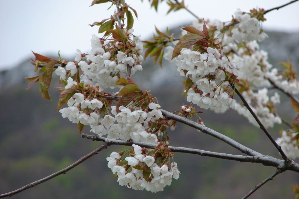 Medveja - Mala Učka 27.4.2011 - foto povečava