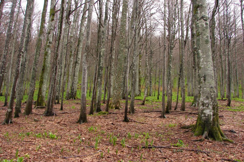 Bjelolasica HR 21.4.2012 - foto povečava