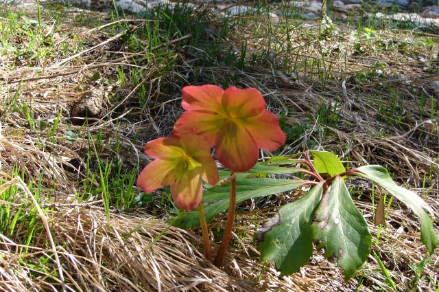 Uršlja gora 28.4.2012 - foto