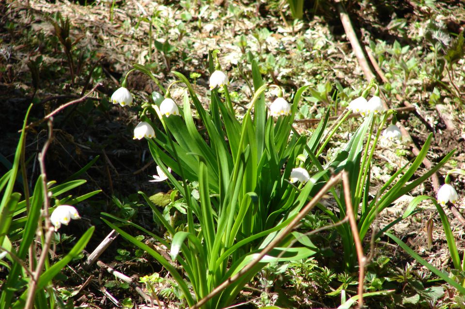 Uršlja gora 28.4.2012 - foto povečava