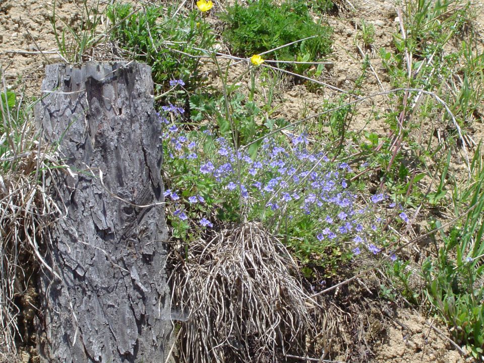 Dolič - Zavše - Graška gora 1.5.2012 - foto povečava