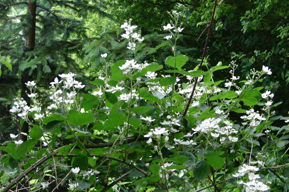 Rudnica 8.6.2012 - foto povečava