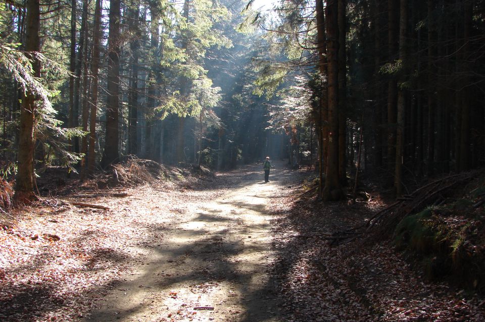 Pohorje 17.11.2012 - foto povečava