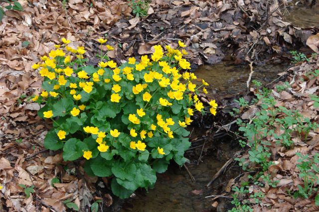 Stoperška planinska pot 1 20.4.2013 - foto