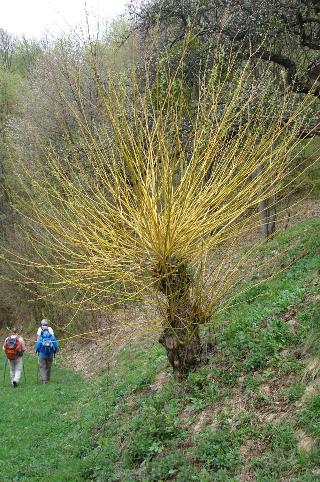 Stoperška planinska pot 1 20.4.2013 - foto povečava