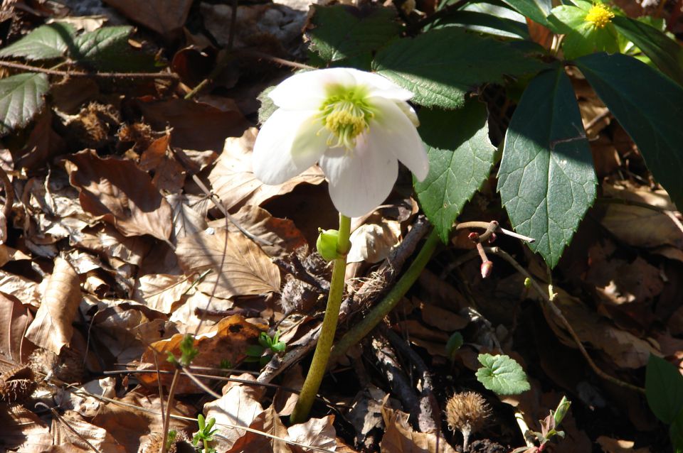 Mirna gora 29.3.2014 - foto povečava