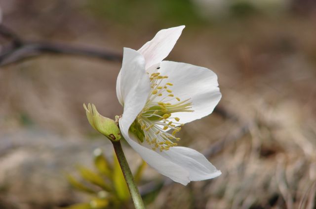 Paški Kozjak iz Dobrne 28.3.2015 - foto