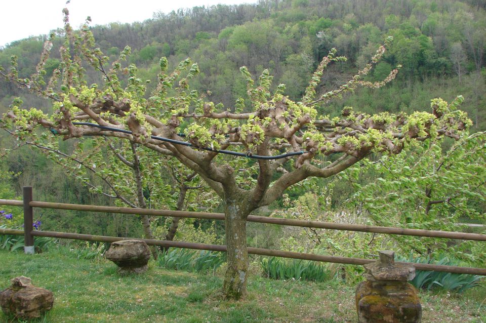 Trcinkina pot - goriška Brda 18.4.2015 - foto povečava