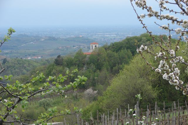 Trcinkina pot - goriška Brda 18.4.2015 - foto