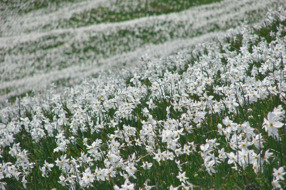 Golica 17.5.2015 - foto povečava