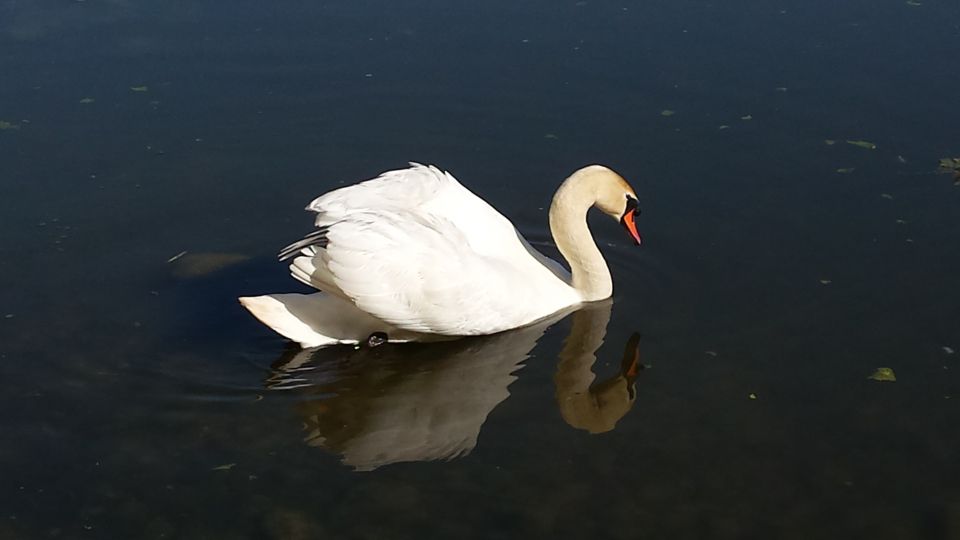 Kolesarjenje Negova 20.5.2015 - foto povečava