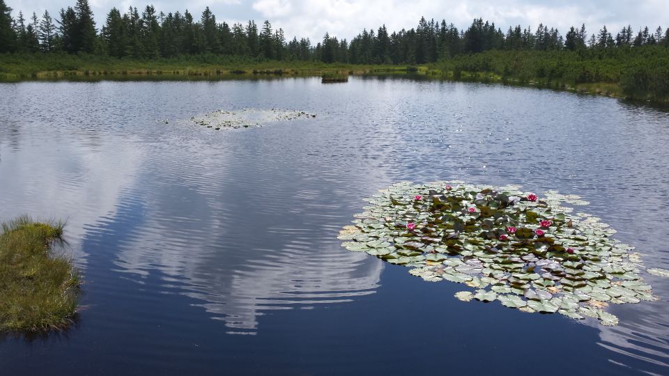 Rogla Lovrenška j Ribniška 4.8.2015 - foto povečava