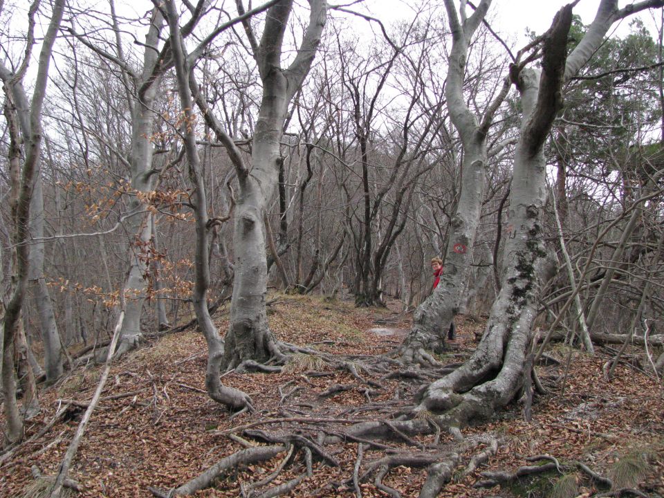 Boč iz Pečice 8.2.2016 - foto povečava