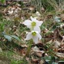 Stolpnik (Konjiška gora) 21.2.2016