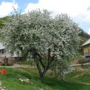 Rečiška pot 1.del od Laškega do Kala 7.5.2016