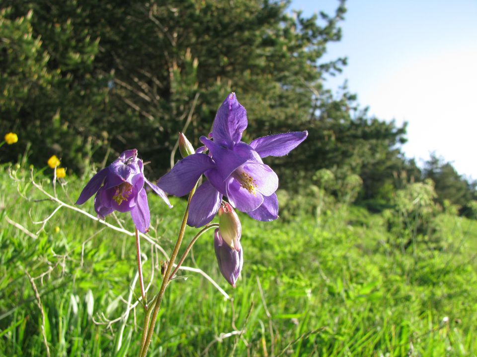 Rečiška pot 2.del s Kala do Laškega 28.5.2016 - foto povečava