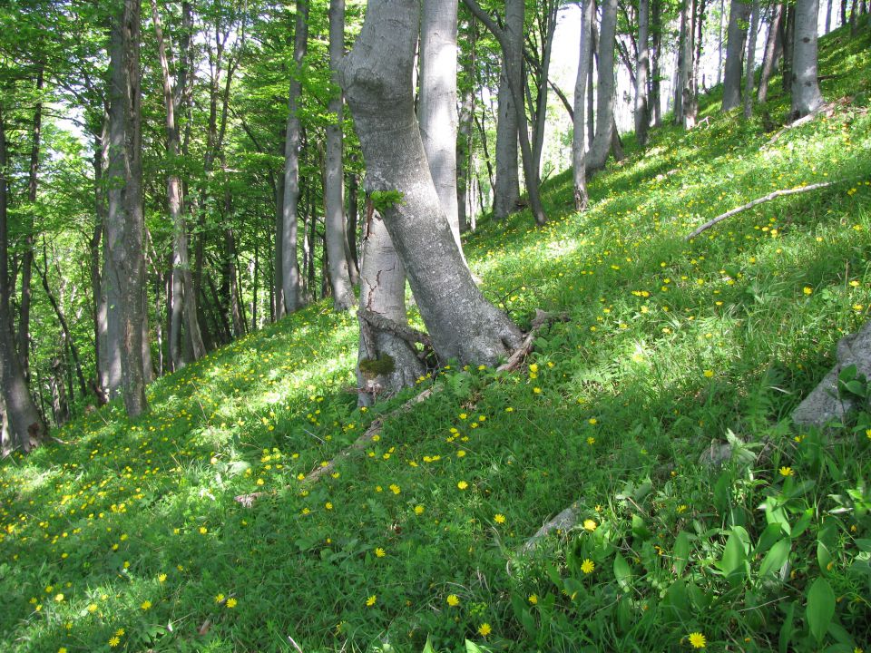 Rečiška pot 2.del s Kala do Laškega 28.5.2016 - foto povečava