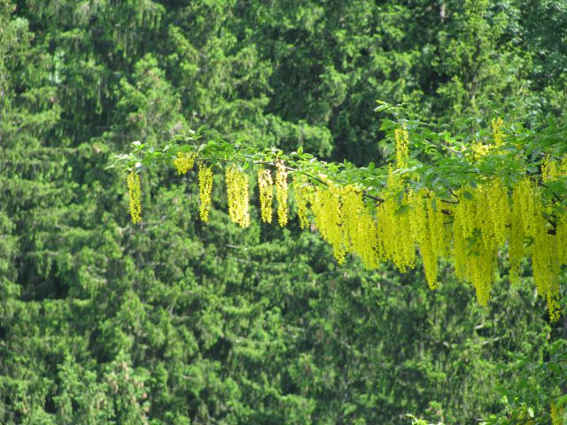 Menina planina 4.6.2016 - foto