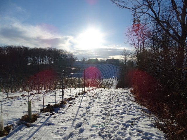 Vinotour Oranžna 4.2.2017 - foto