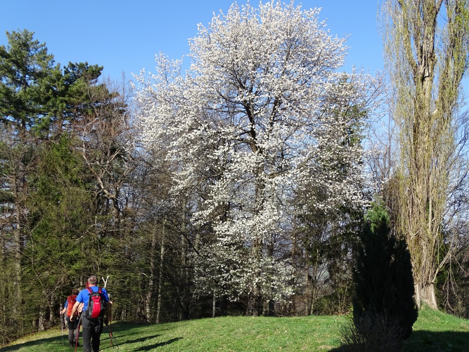 Pečke Mariborska 2.4.2017 - foto povečava