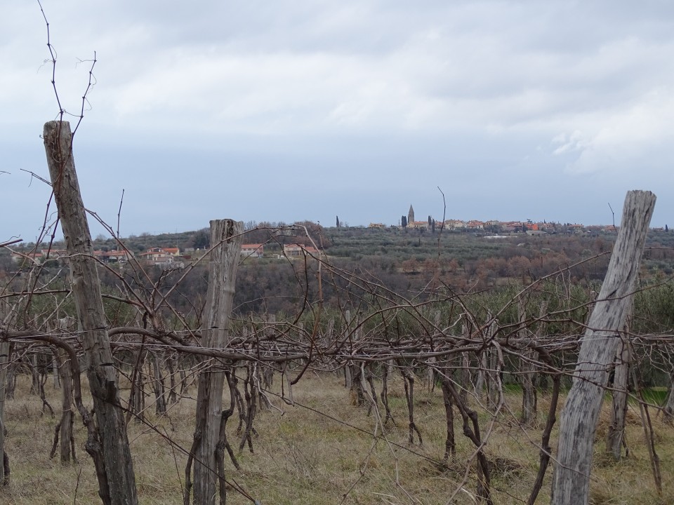 Šavrinsko hribovje 10-2.2019 - foto povečava