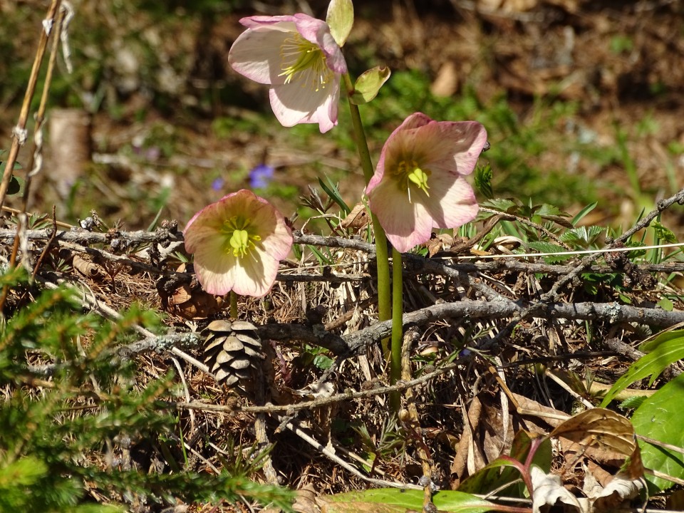 Peca 20.4.2019 - foto povečava