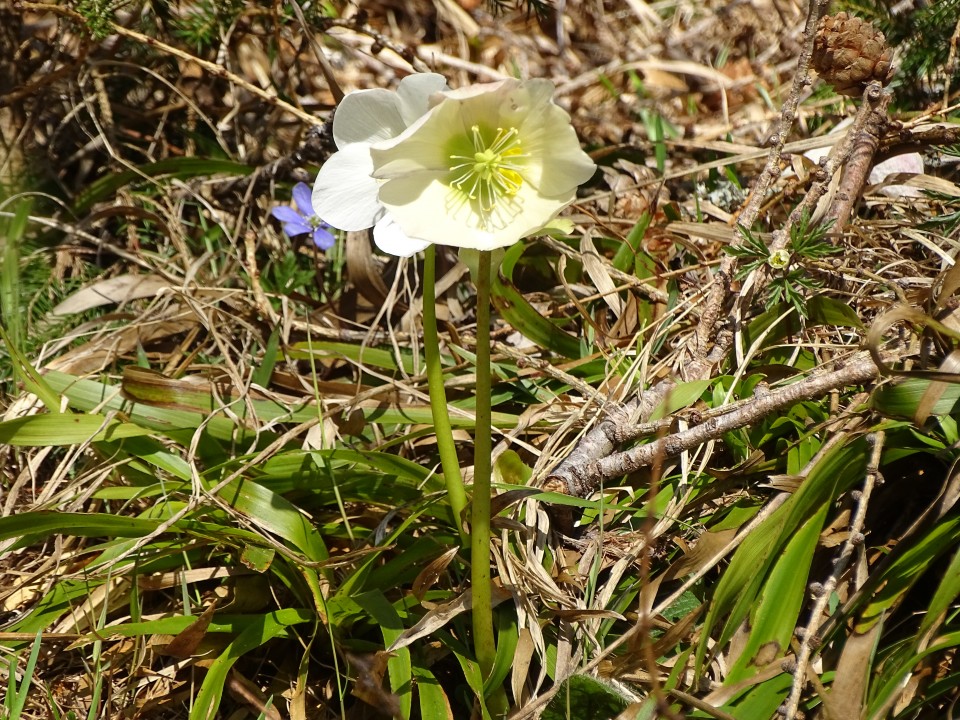 Peca 20.4.2019 - foto povečava