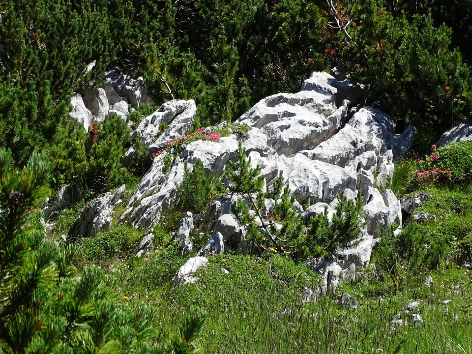 Veliki vrh 28.7.2020 - foto povečava