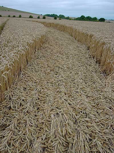 žitni krogi - foto povečava