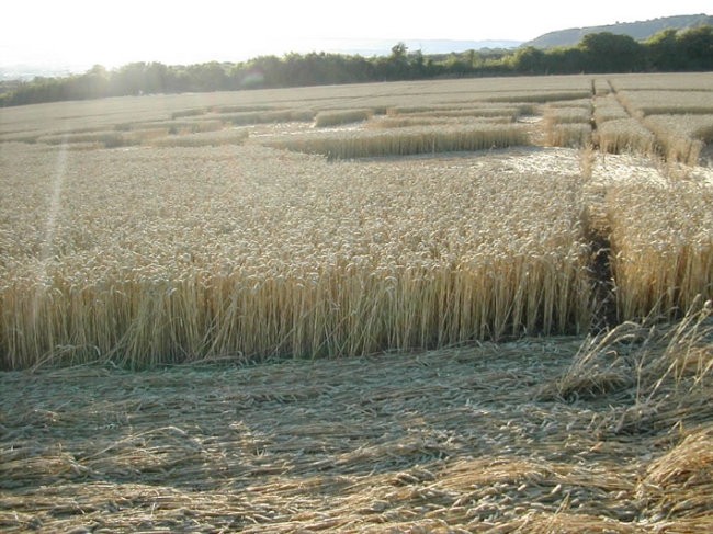 žitni krogi - foto povečava