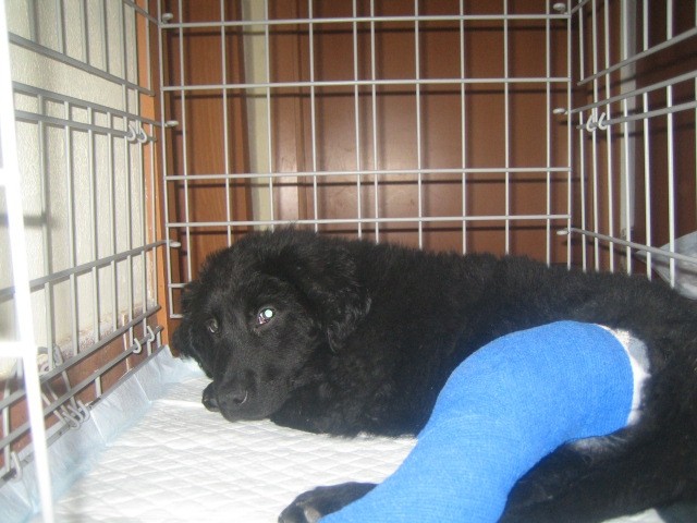 Bleki okreva po operaciji zlomljene noge, star je tri mesece in bo kmalu iskal nov dom - o