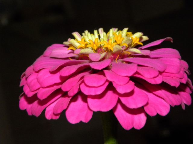Flowers - foto