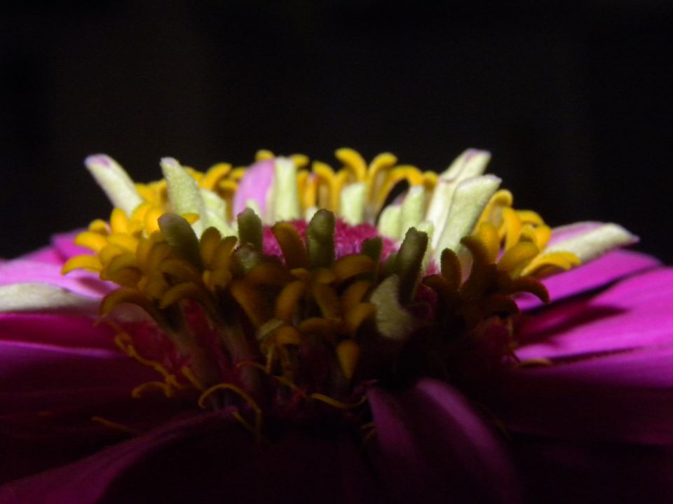 Flowers - foto povečava