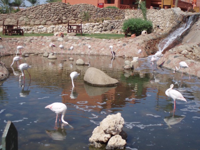 Flamingi v hotelskem kompleksu