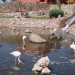 flamingi v hotelskem kompleksu