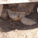 kopenska želva