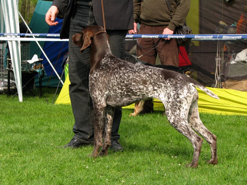 CACIB Maribor 2010 - foto povečava