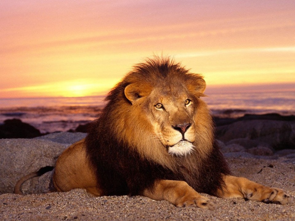 Taja - foto povečava